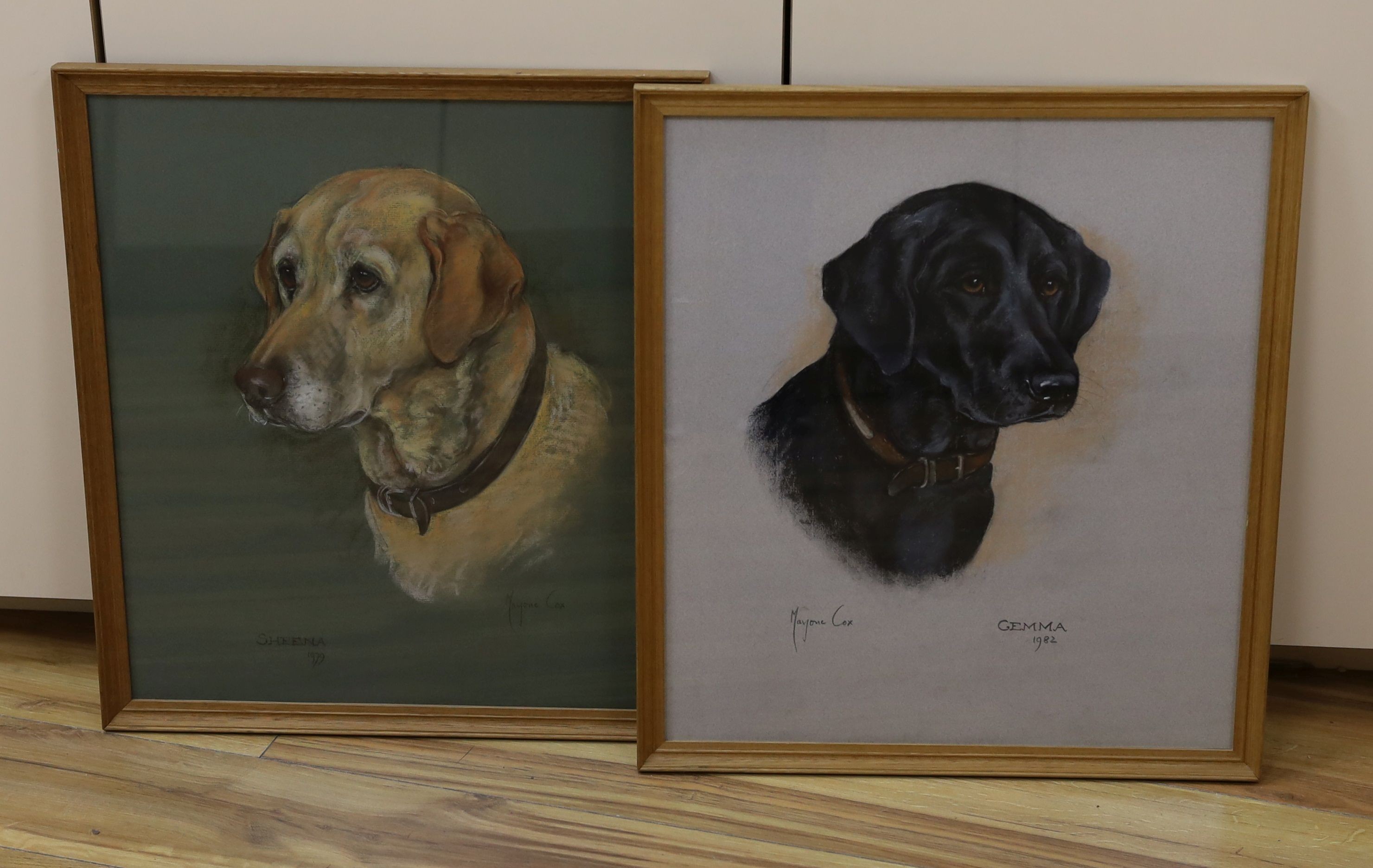 Marjorie Cox (1915-2003), two pastel portraits of dogs, 'Gemma, 1982' a black Labrador Retriever and 'Sheena, 1979' a tan Labrador Retriever, signed and dated 1979/1982, 48 x 43cm